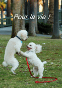Chien c&acirc;lin pour un amour &eacute;ternel
